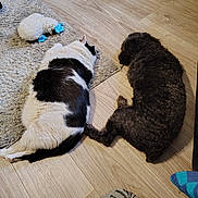 Astro is registered to the contest to win money with this photo: animal, black_and_white_cat, cat, companion, cozy, curly_fur, dog, domestic, floor, foot, indoor, paw, pet, quiet, resting, rug, sleeping, sock, toy, wooden_floor