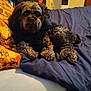 Astro joined the competition — help win amazing prizes! animal, bed, black, blanket, brown, canine, comfort, cozy, curly_fur, cute, dog, domestic, fur, furniture, indoor, looking, pet, pillow, relaxed, resting