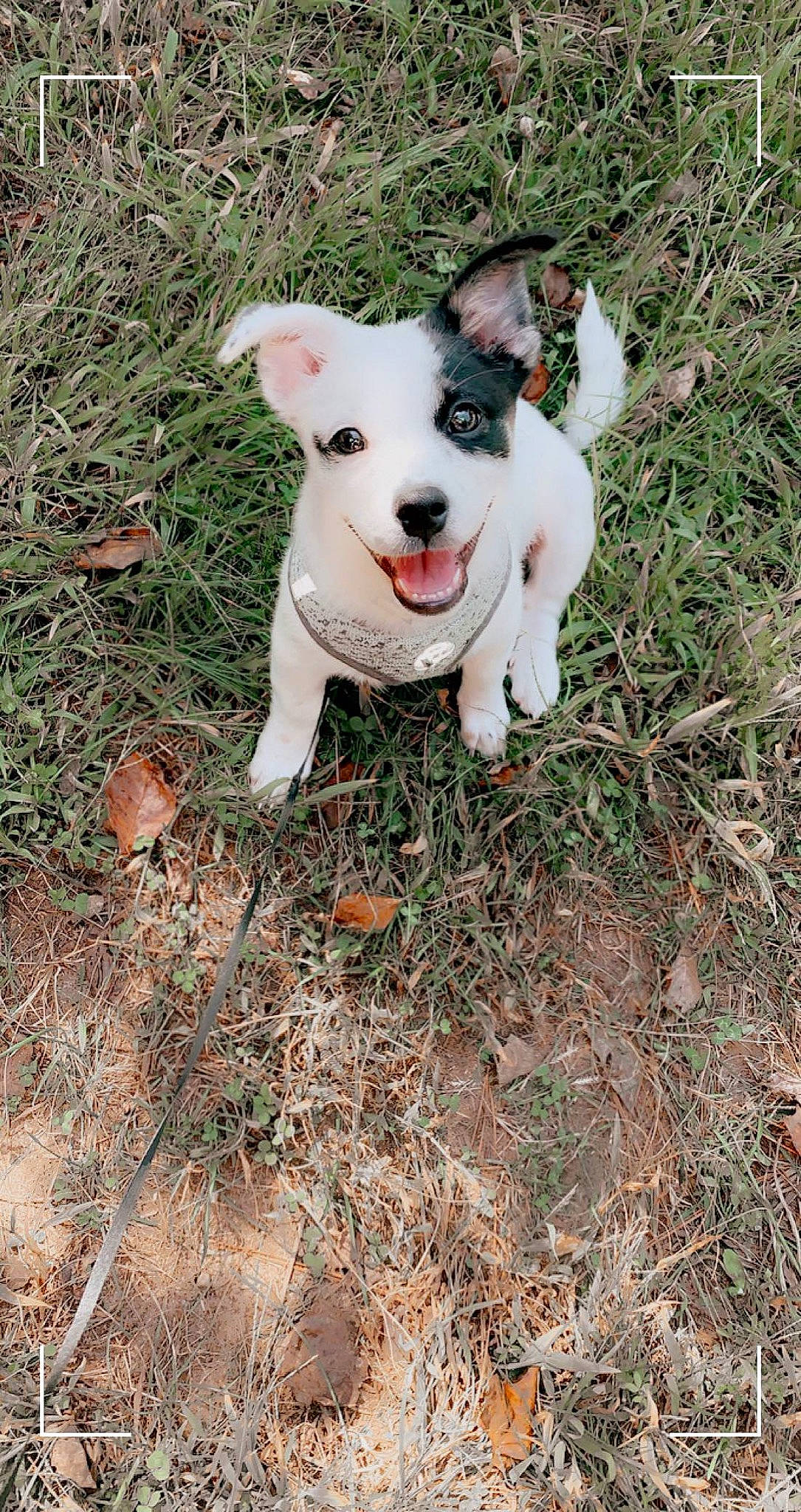 Mowgli joined the competition — help win amazing prizes! canidae, carnivore, dog, dog_breed, fawn, feist, jack_russell_terrier, mammal, non_sporting_group, old_english_terrier, pit_bull, puppy, rare_breed_dog, snout, terrier, treeing_feist, vertebrate