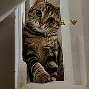 Arthemis participe au concours pour gagner de l'argent avec cette photo : cat, tabby, pet, whiskers, paw, stairs, staircase, baluster, indoor, portrait, curious, wide_eyes, striped_fur, feline, ears, nose, close_up, cute, home, soft_lighting