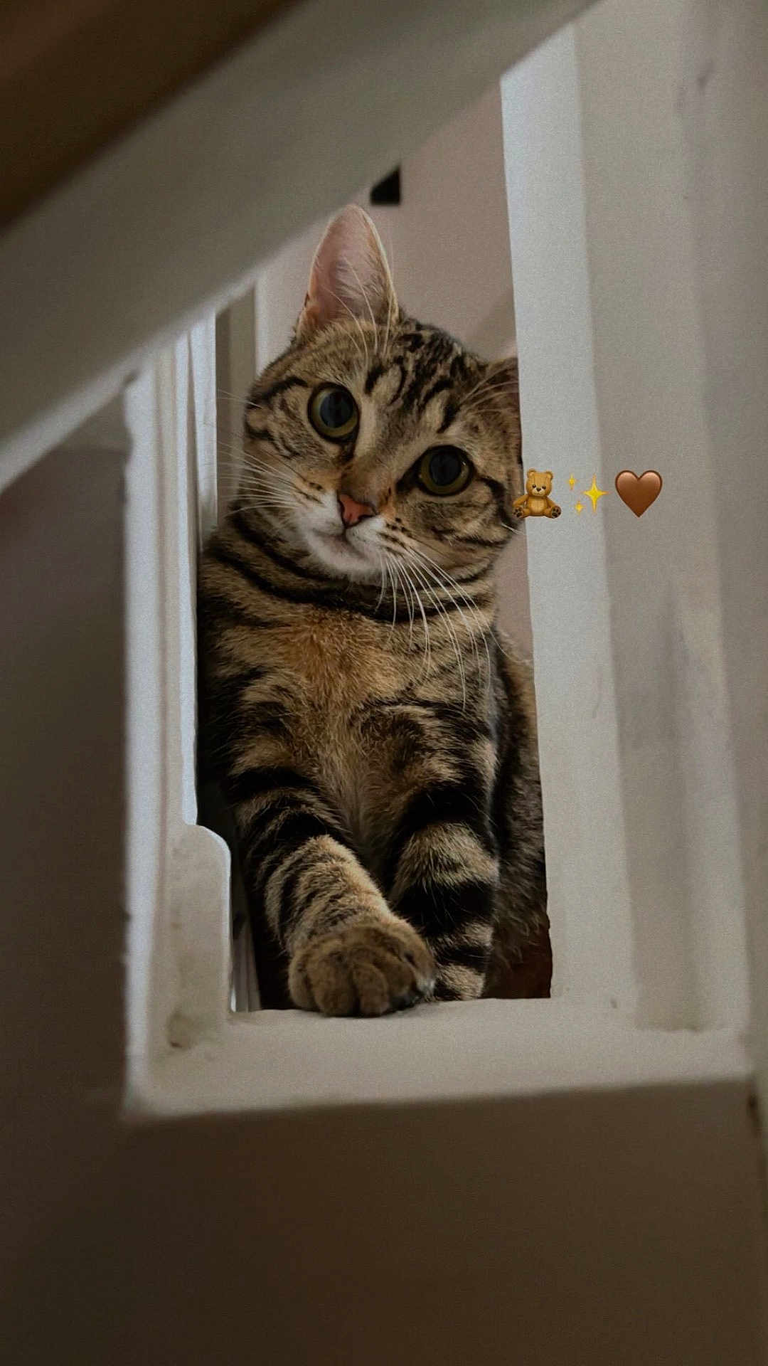 Arthemis participe au concours pour gagner de l'argent avec cette photo : cat, tabby, pet, whiskers, paw, stairs, staircase, baluster, indoor, portrait, curious, wide_eyes, striped_fur, feline, ears, nose, close_up, cute, home, soft_lighting