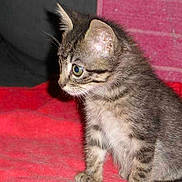 CHOUCHOU a rejoint le concours — aidez-le/la à gagner de superbes lots !