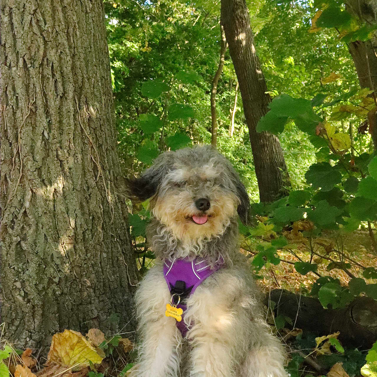 Mishka a rejoint le concours — aidez-le/la à gagner de superbes lots ! animal, canine, curly_fur, daylight, dog, fallen_leaves, forest, grass, green_leaves, happy, nature, outdoor, pet, purple_harness, shrubbery, sitting, sunlight, tongue_out, tree_trunk, woodland