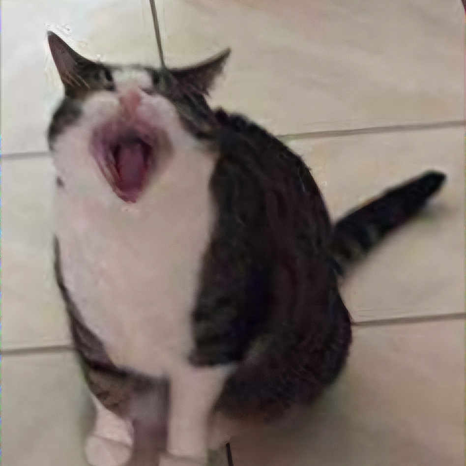 Maya a rejoint le concours — aidez-le/la à gagner de superbes lots ! animal, blurred, cat, cute, domestic, ears, feline, floor, fur, gray, indoor, meowing, mouth_open, pet, sitting, striped, tail, tile, whiskers, white