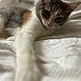 Boujee joined the competition — help win amazing prizes! cat, pet, feline, animal, white_blanket, stretching, close_up, soft_texture, relaxed, cute, indoor, fur, whiskers, ears, paw, laying_down, cozy, domestic, sleepy, portrait
