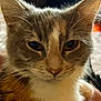 Boujee is registered to the contest to win money with this photo: animal, calm, cat, close_up, cute, domestic_cat, ears, eyes, face, feline, fur, indoor, looking, mammal, pet, portrait, relaxed, soft, tabby, whiskers