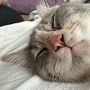 Boujee is registered to the contest to win money with this photo: cat, sleeping, close_up, fur, whiskers, nose, pet, cozy, resting, indoor, blanket, soft, cute, animal, mammal, feline, peaceful, relaxed, head, ears