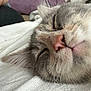 cat, sleeping, close_up, fur, whiskers, nose, pet, cozy, resting, indoor, blanket, soft, cute, animal, mammal, feline, peaceful, relaxed, head, ears