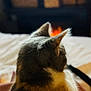 Boujee is registered to the contest to win money with this photo: animal, back_view, bed, blanket, cat, comfort, cozy, domestic, feline, fireplace, fur, home, indoor, orange_glow, pet, quiet, relaxation, resting, soft_focus, warmth