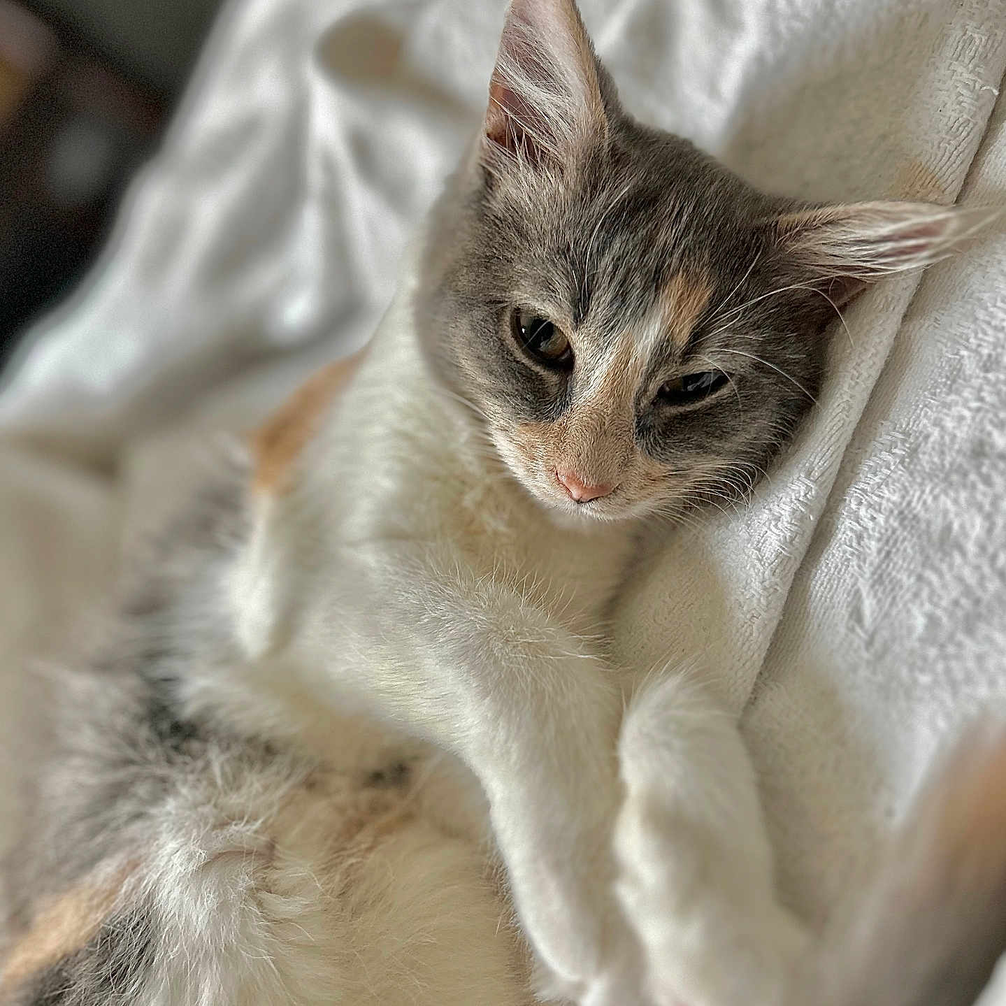 Boujee joined the competition — help win amazing prizes! animal, blanket, cat, closeup, cozy, cute, ears, feline, fur, gray, indoor, orange, paw, pet, relaxed, resting, sleepy, soft, whiskers, white