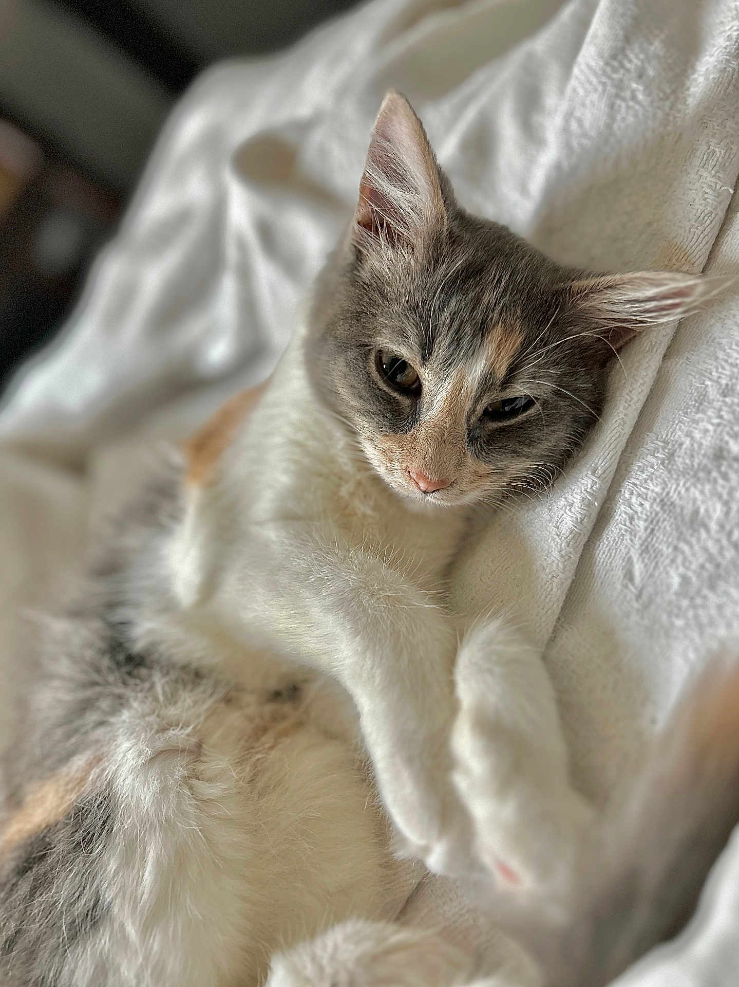 Boujee joined the competition — help win amazing prizes! cat, feline, pet, animal, fur, white, gray, orange, relaxed, sleepy, blanket, soft, cozy, indoor, closeup, whiskers, ears, paw, resting, cute