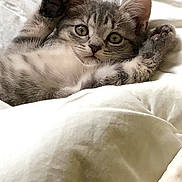 Lea a rejoint le concours — aidez-le/la à gagner de superbes lots ! kitten, cat, gray_tabby, pet, animal, feline, bed, blanket, soft, cute, paw, fur, indoor, resting, young, whiskers, ears, eyes, comfort, cozy