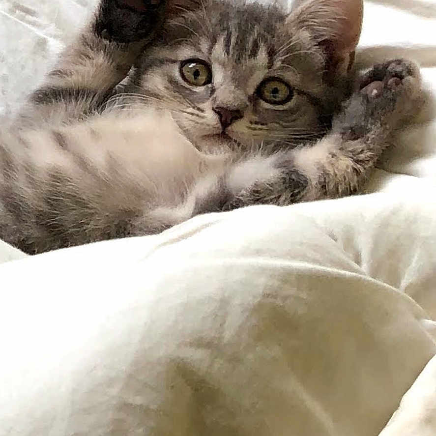 Lea a rejoint le concours — aidez-le/la à gagner de superbes lots ! kitten, cat, gray_tabby, pet, animal, feline, bed, blanket, soft, cute, paw, fur, indoor, resting, young, whiskers, ears, eyes, comfort, cozy