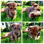 Kiwi a rejoint le concours — aidez-le/la à gagner de superbes lots ! dog, brown_dog, grass, stick, chewing, outdoor, garden, flower, playful, pet, sunlight, greenery, canine, nature, summer, animal, closeup, fur, snout, ears