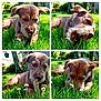 dog, brown_dog, grass, stick, chewing, outdoor, garden, flower, playful, pet, sunlight, greenery, canine, nature, summer, animal, closeup, fur, snout, ears