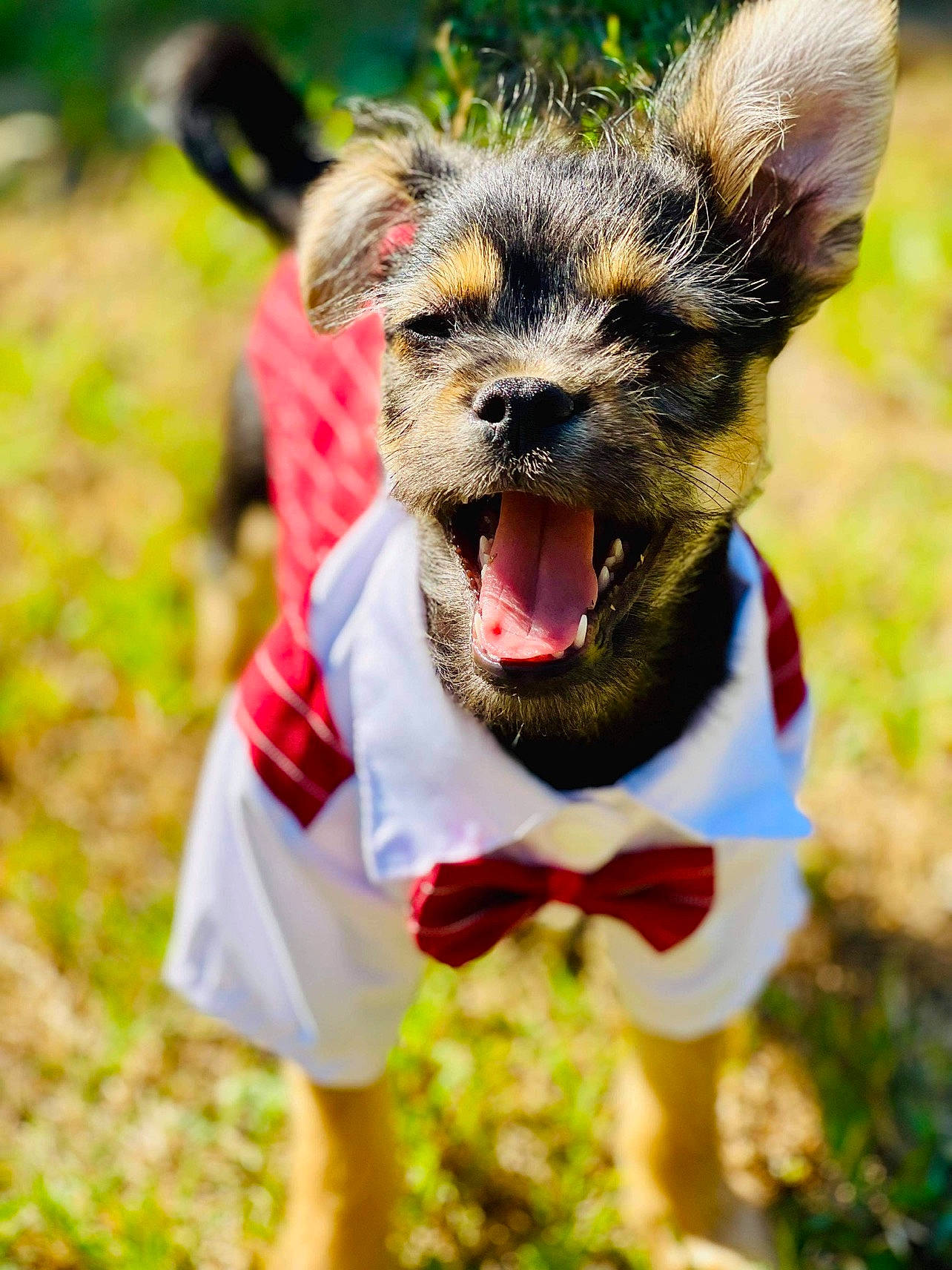 Spencer Franklin is registered to the contest to win money with this photo: carnivore, collar, companion_dog, dog, dog_breed, dog_clothes, dog_collar, dog_supply, fawn, grass, happy, lawn, leash, plant, snout, sporting_group, summer, tail, terrier, whiskers
