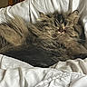animal, bedroom, cat, comforter, cozy, cute, domestic_cat, ears, fluffy, fur, indoor, peaceful, pet, relaxed, resting, sleeping, soft_light, tabby, whiskers, white_bedding