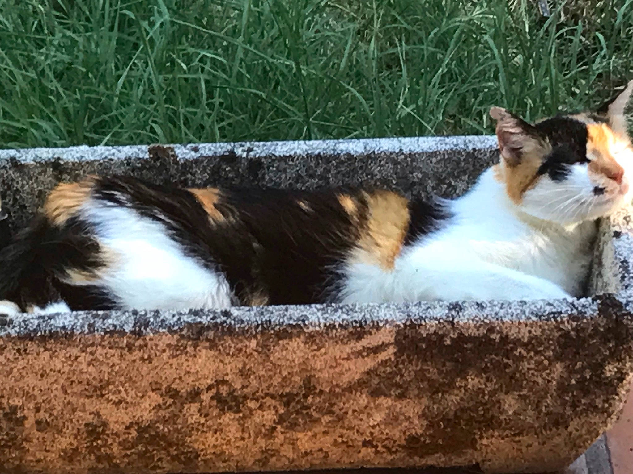 Canaille participe au concours pour gagner de l'argent avec cette photo : art, carnivore, cat, domestic_short_haired_cat, felidae, foot, fur, grass, paw, plant, sitting, small_to_medium_sized_cats, snout, tail, terrestrial_animal, tree, whiskers, wildlife, window