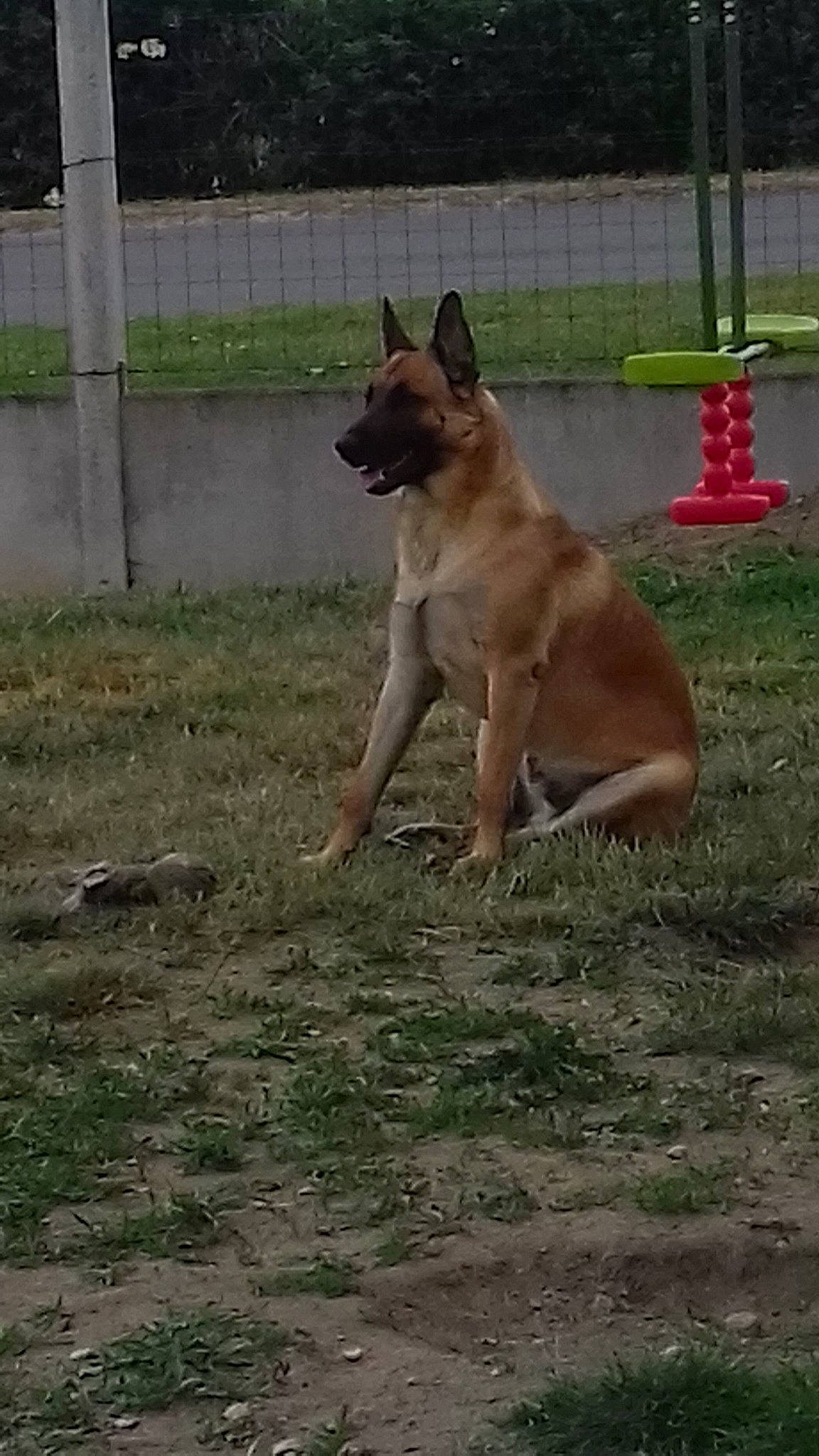 Nobel a rejoint le concours — aidez-le/la à gagner de superbes lots ! belgian_shepherd, belgian_shepherd_malinois, canidae, carnivore, dog, dog_breed, east_european_shepherd, fawn, german_shepherd_dog, laekenois, mammal, old_german_shepherd_dog, tervuren, vertebrate, working_dog