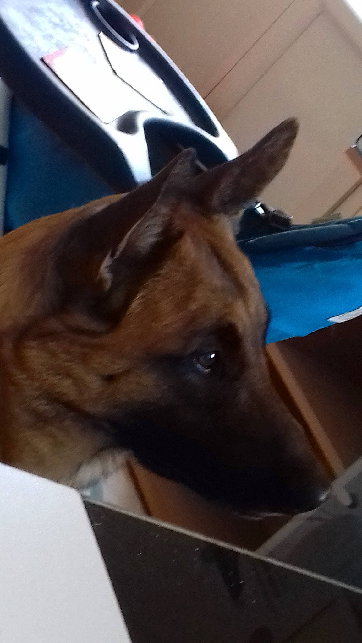 Nobel a rejoint le concours — aidez-le/la à gagner de superbes lots ! belgian_shepherd_malinois, canidae, carnivore, dog, dog_breed, ear, fawn, german_shepherd_dog, nose, snout