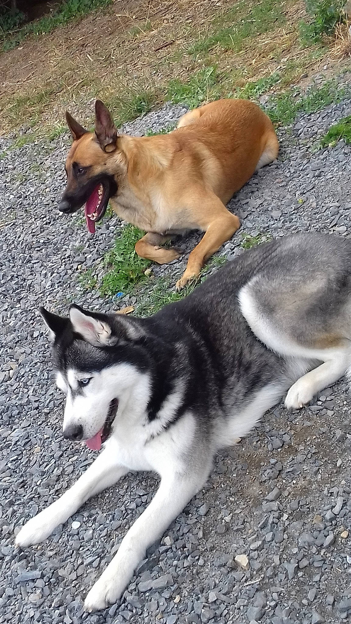 Nobel participe au concours pour gagner de l'argent avec cette photo : alaskan_malamute, canidae, carnivore, czechoslovakian_wolfdog, dog, dog_breed, east_siberian_laika, greenland_dog, mammal, native_american_indian_dog, northern_inuit_dog, rare_breed_dog, saarloos_wolfdog, seppala_siberian_sleddog, siberian_husky, sled_dog, tamaskan_dog, vertebrate, west_siberian_laika, wolfdog