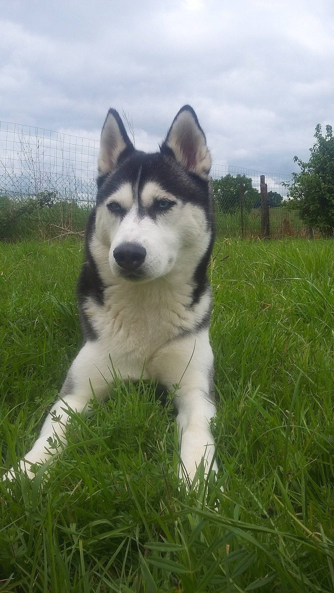 Anouchka participe au concours pour gagner de l'argent avec cette photo : alaskan_klee_kai, alaskan_malamute, canadian_eskimo_dog, canidae, carnivore, dog, dog_breed, east_siberian_laika, greenland_dog, jamthund, mammal, miniature_siberian_husky, native_american_indian_dog, saarloos_wolfdog, sakhalin_husky, siberian_husky, sled_dog, vertebrate, west_siberian_laika, wolfdog