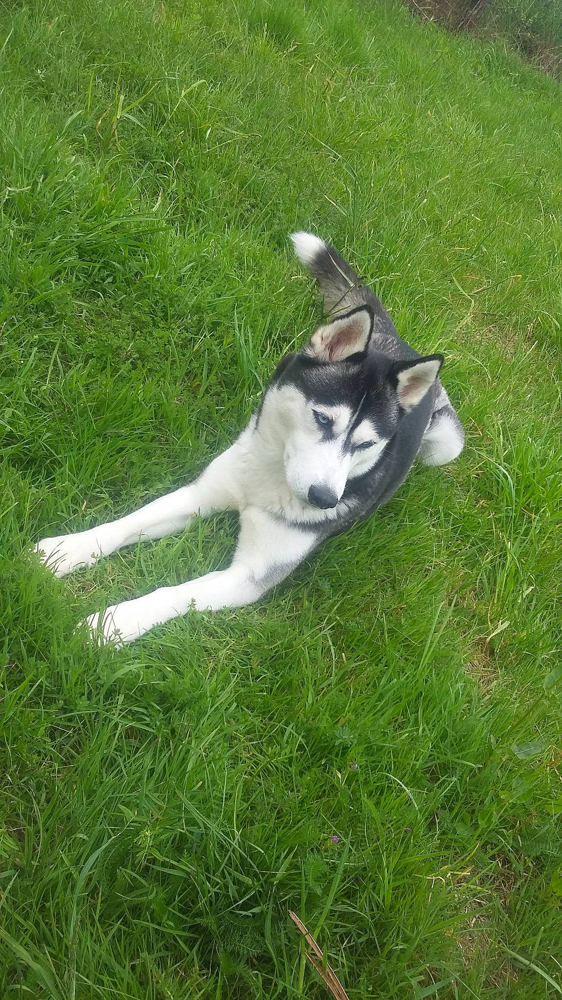 Anouchka a rejoint le concours — aidez-le/la à gagner de superbes lots ! alaskan_klee_kai, alaskan_malamute, canidae, carnivore, companion_dog, dog, dog_breed, grass, labrador_husky, laika, northern_inuit_dog, siberian_husky, sled_dog, tail, wolfdog, working_dog