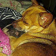 Kush joined the competition — help win amazing prizes! animal, blanket, brown_dog, close_up, comfort, cozy, cuddle, dog, domestic, ear, friendship, fur, indoor, pet, rat, resting, sleeping, small_animal, snout, whiskers