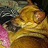 animal, blanket, brown_dog, close_up, comfort, cozy, cuddle, dog, domestic, ear, friendship, fur, indoor, pet, rat, resting, sleeping, small_animal, snout, whiskers