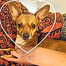 Kush joined the competition — help win amazing prizes! animal, big_ears, black_pattern, blanket, close_up, comfort, couch, cozy, dog, furniture, hand, heart_outline, indoor, patterned_blanket, person, pet, red_blanket, resting, small_dog, tan_dog