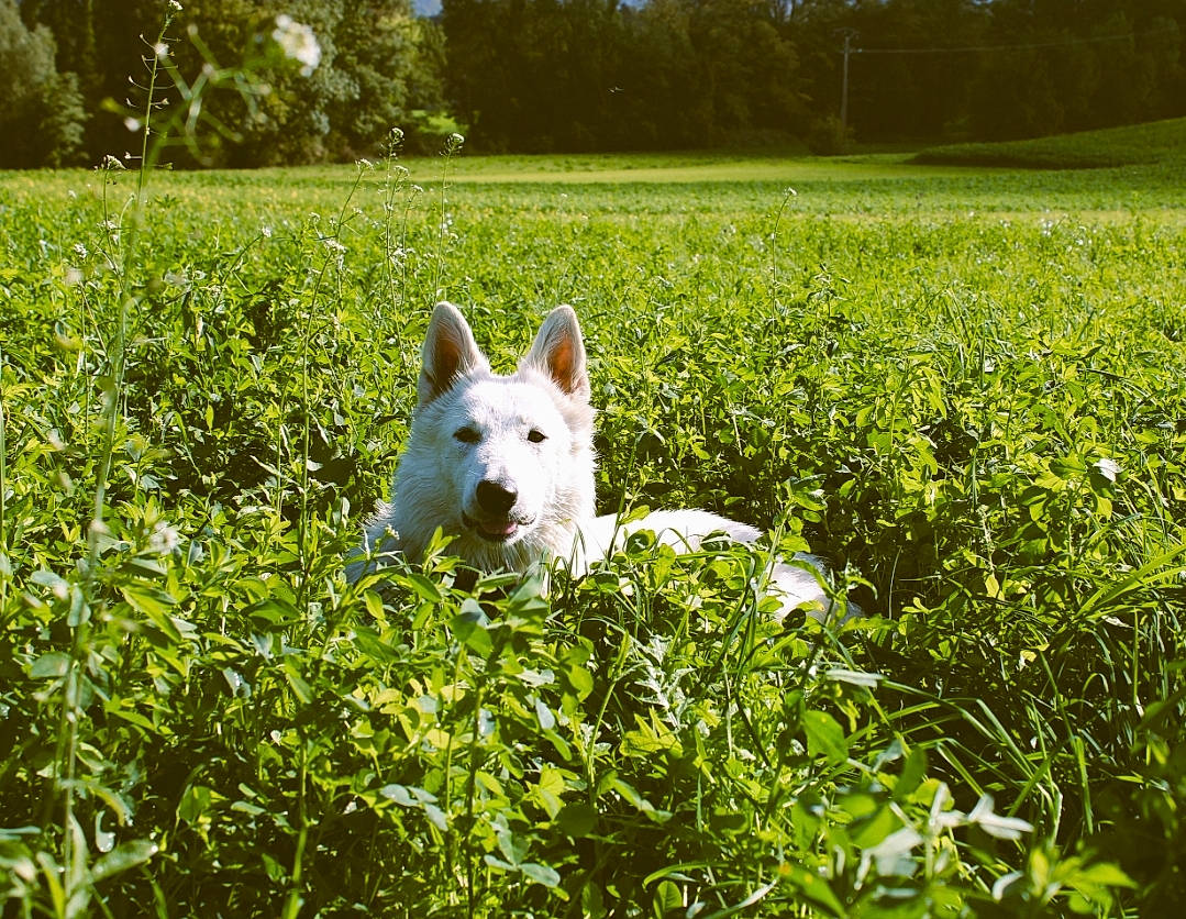 Pearl a rejoint le concours — aidez-le/la à gagner de superbes lots ! carnivore, companion_dog, dog, dog_breed, field, grass, grass_family, grassland, happy, landscape, lawn, meadow, natural_landscape, pasture, people_in_nature, plant, snout, terrestrial_animal, tree, working_animal
