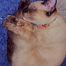 cat, siamese_cat, pet, sleeping, curled_up, blue_blanket, furry, cream_fur, dark_ears, dark_paws, pink_collar, indoor, cozy, relaxed, resting, animal, cute, closeup, textured_background, nap