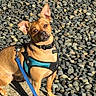 alert, animal, blue_harness, brown_dog, canine, closeup, curious, daylight, dog, expression, leash, nature, outdoor, paw, pet, portrait, rocks, sitting, small_dog, sunlight