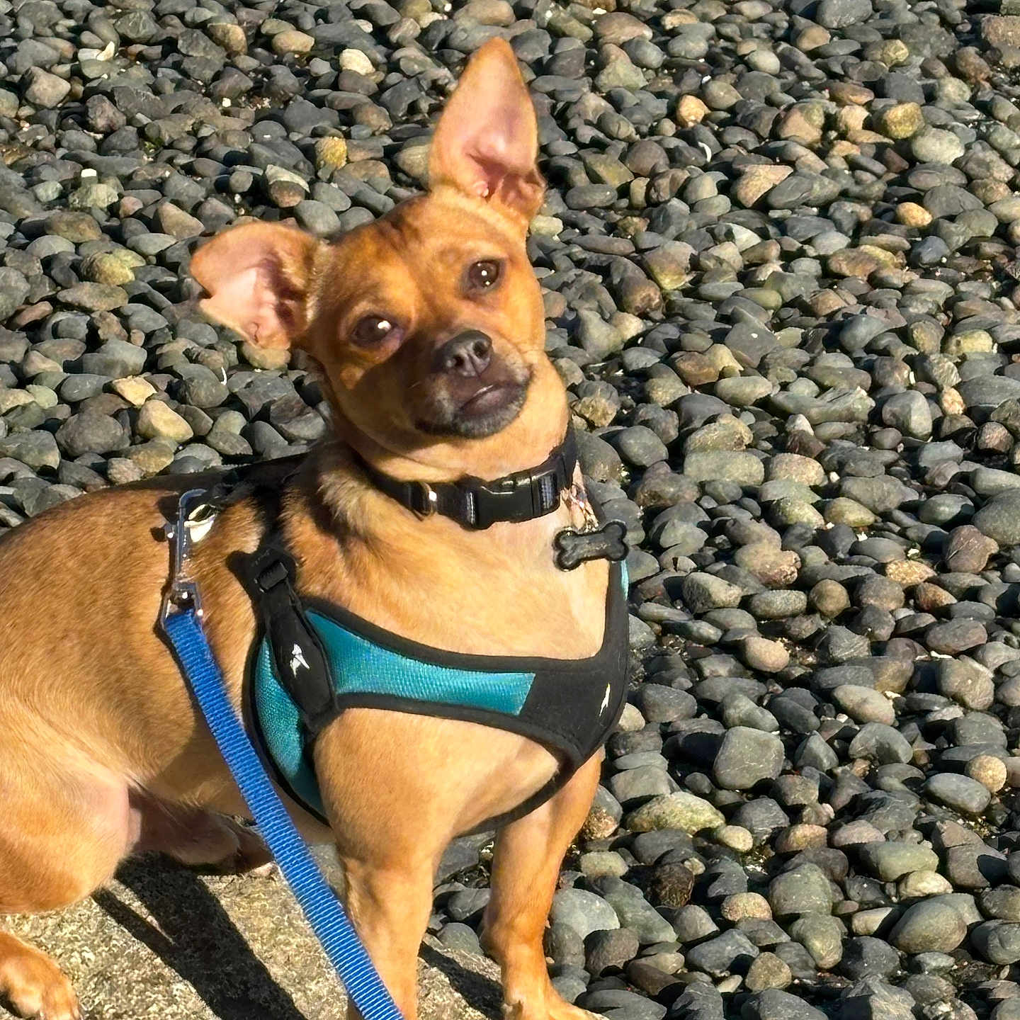 Chico