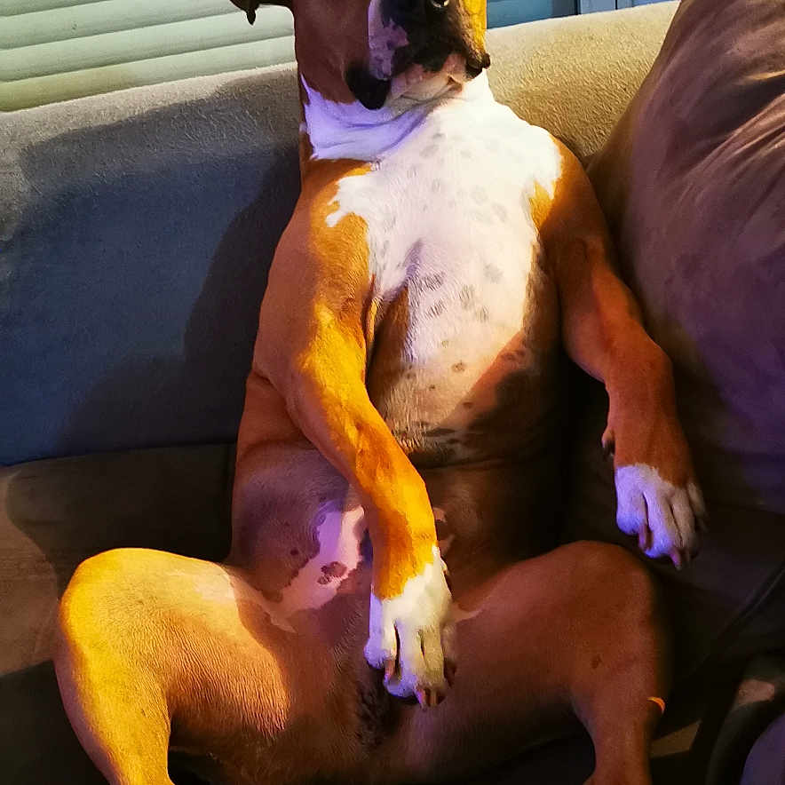 Odjy participe au concours pour gagner de l'argent avec cette photo : adult, animal, architecture, boxer, building, bulldog, canine, chair, couch, dog, furniture, homedecor, hound, indoors, interiordesign, livingroom, male, man, person, pet