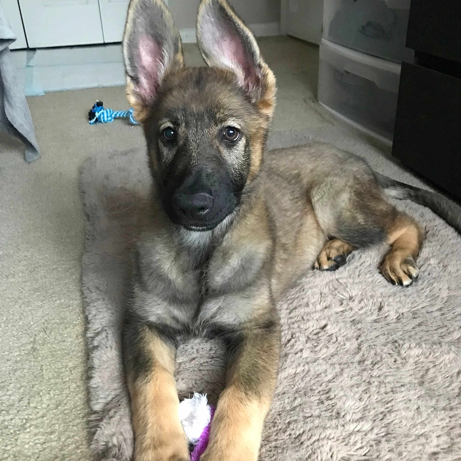 Athena