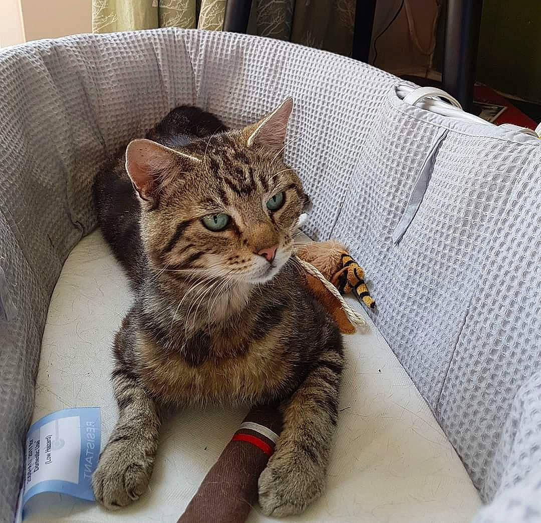 Stanley joined the competition — help win amazing prizes! american_bobtail, american_shorthair, american_wirehair, asian, australian_mist, california_spangled, carnivore, cat, domestic_short_haired_cat, dragon_li, european_shorthair, felidae, kitten, mammal, ocicat, pixie_bob, polydactyl_cat, small_to_medium_sized_cats, tabby_cat, whiskers