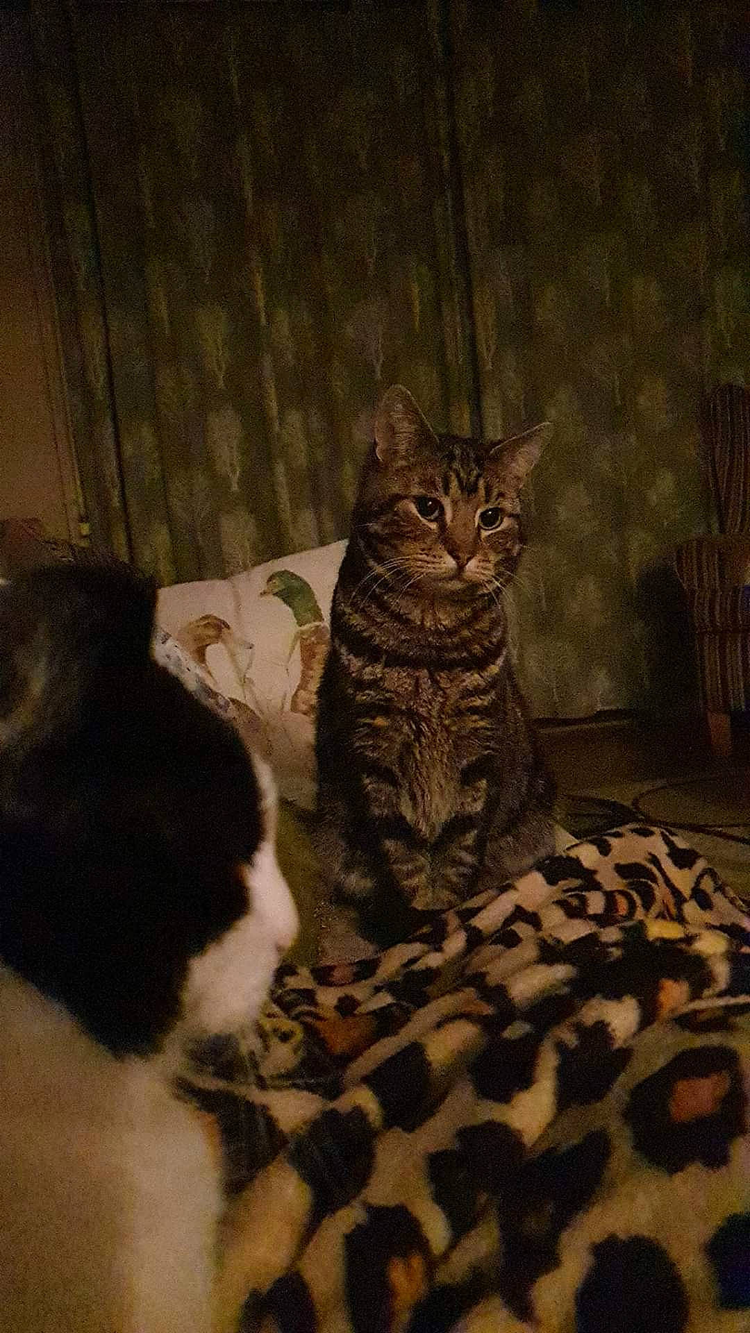 Stanley joined the competition — help win amazing prizes! american_shorthair, asian, california_spangled, carnivore, cat, domestic_short_haired_cat, dragon_li, egyptian_mau, european_shorthair, felidae, fur, kitten, small_to_medium_sized_cats, tabby_cat, whiskers