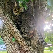 Daisy is registered to the contest to win money with this photo: alert, animal, bark, branch, cat, climbing, closeup, curious, daylight, fur, green, leaves, mammal, nature, outdoor, pet, tabby, tail, tree, wildlife