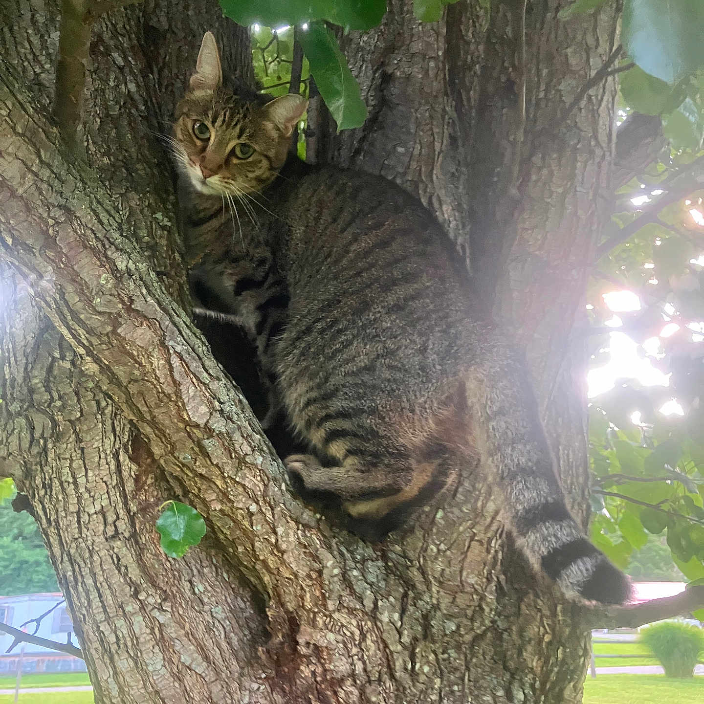 Daisy is registered to the contest to win money with this photo: alert, animal, bark, branch, cat, climbing, closeup, curious, daylight, fur, green, leaves, mammal, nature, outdoor, pet, tabby, tail, tree, wildlife