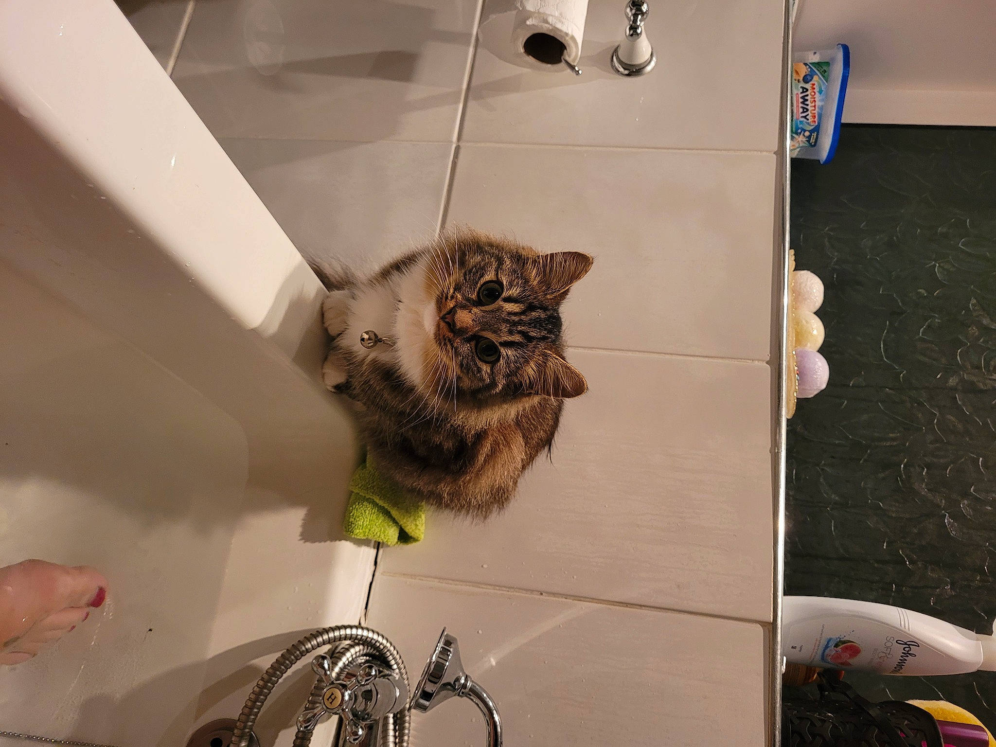 Belle joined the competition — help win amazing prizes! bat, carnivore, cat, ceiling, domestic_short_haired_cat, eyewear, felidae, fur, glass, house, lighting, metal, room, small_to_medium_sized_cats, snapshot, tree, visual_arts, whiskers