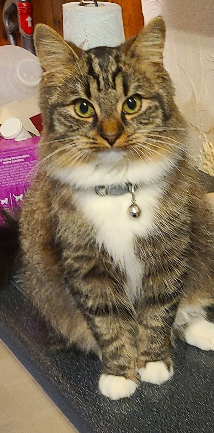 Belle is registered to the contest to win money with this photo: carnivore, cat, claw, domestic_short_haired_cat, felidae, fur, small_to_medium_sized_cats, snout, terrestrial_animal, tree, whiskers, wildlife, window