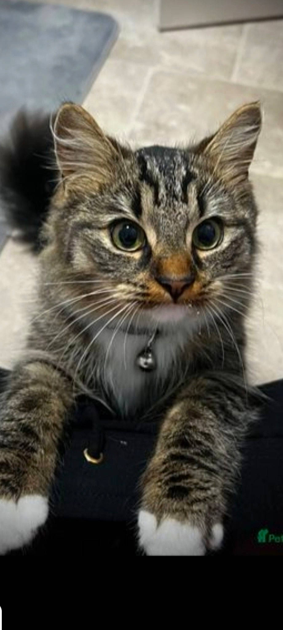 Belle joined the competition — help win amazing prizes! carnivore, cat, claw, domestic_short_haired_cat, felidae, fur, paw, small_to_medium_sized_cats, snout, terrestrial_animal, whiskers, wildlife