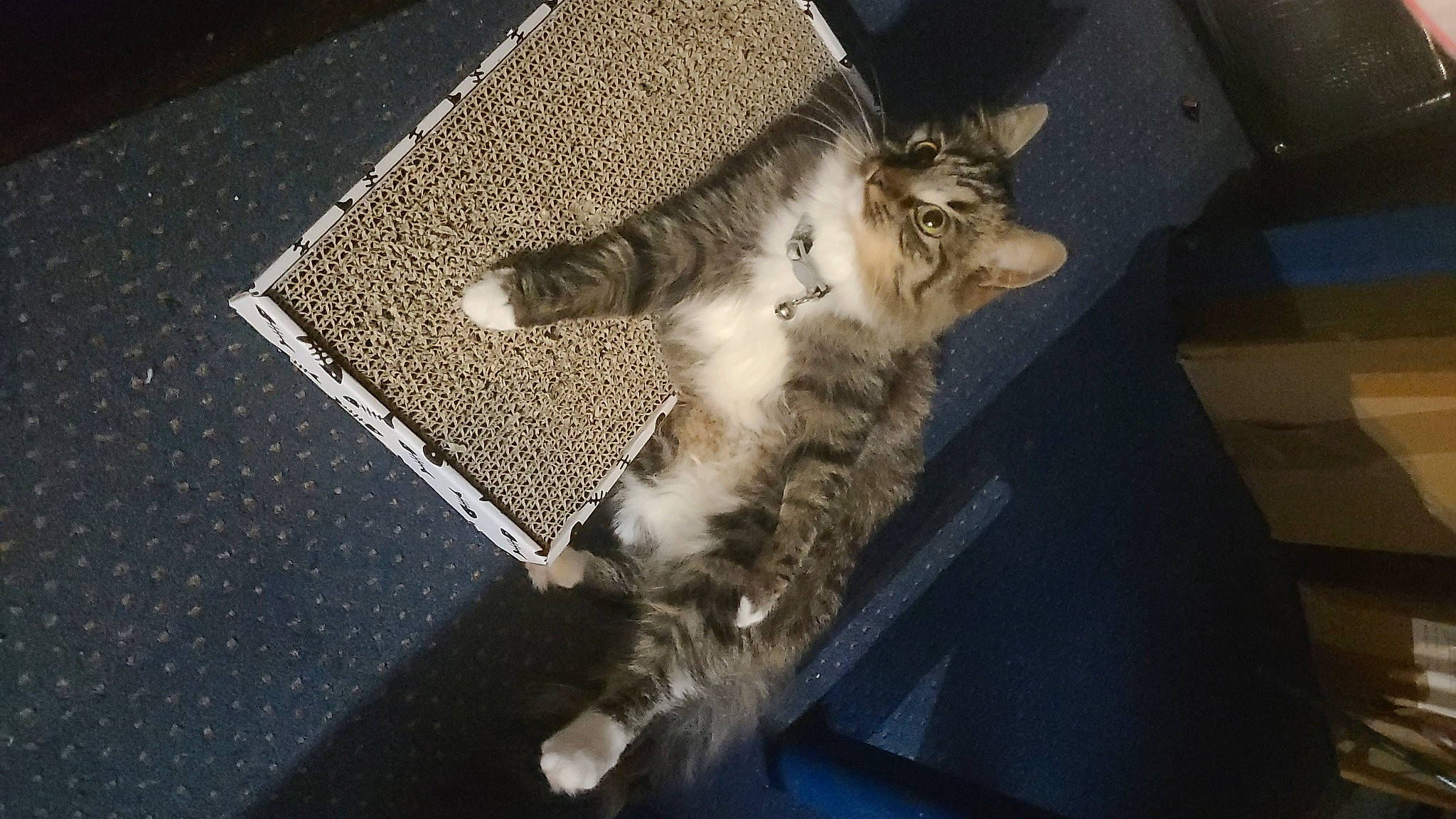 Belle is registered to the contest to win money with this photo: canidae, carnivore, cat, claw, comfort, domestic_short_haired_cat, felidae, floor, flooring, foot, fur, grey, hardwood, human_leg, paw, small_to_medium_sized_cats, snout, tail, whiskers, wood