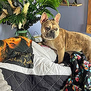 Louie is registered to the contest to win money with this photo: french_bulldog, dog, blanket, quilt, plant, greenery, indoor, furniture, shelf, decor, cozy, bedroom, purple_wall, pet, animal, canine, floral_arrangement, colorful, resting, curious