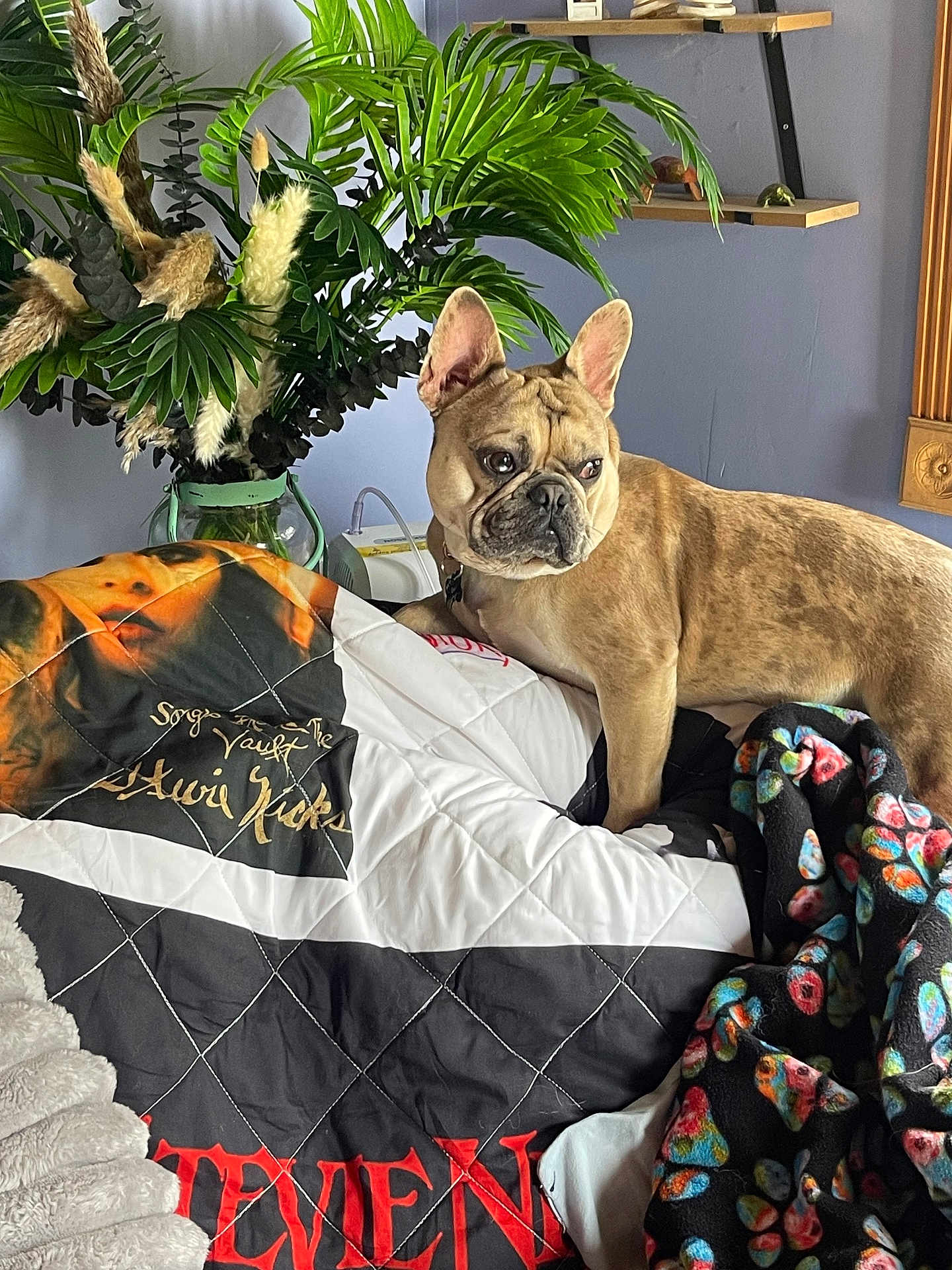 Louie is registered to the contest to win money with this photo: french_bulldog, dog, blanket, quilt, plant, greenery, indoor, furniture, shelf, decor, cozy, bedroom, purple_wall, pet, animal, canine, floral_arrangement, colorful, resting, curious