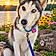 Sakari