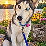 animal, black_and_white, blue_eye, brown_eye, collar, dog, dog_tag, flowers, fluffy, garden, head_tilt, heterochromia, husky, lake, leash, outdoors, pet, siberian_husky, sitting, sunset