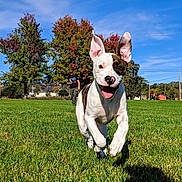 Lexi Lou joined the competition — help win amazing prizes! dog, dog_breed, dog_breed_group, dog_like_mammal, field, grass, grass_family, lawn, meadow, plant, snout, tail, tree