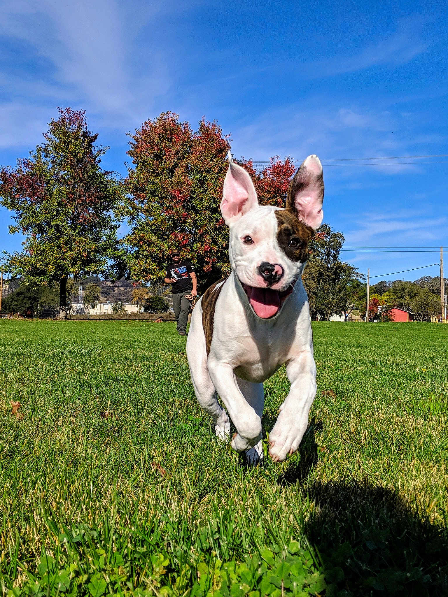 Lexi Lou joined the competition — help win amazing prizes! dog, dog_breed, dog_breed_group, dog_like_mammal, field, grass, grass_family, lawn, meadow, plant, snout, tail, tree